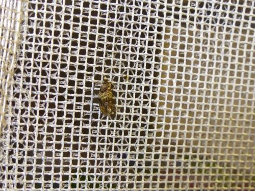 Réf. 208 804 : Celypha aurofasciana